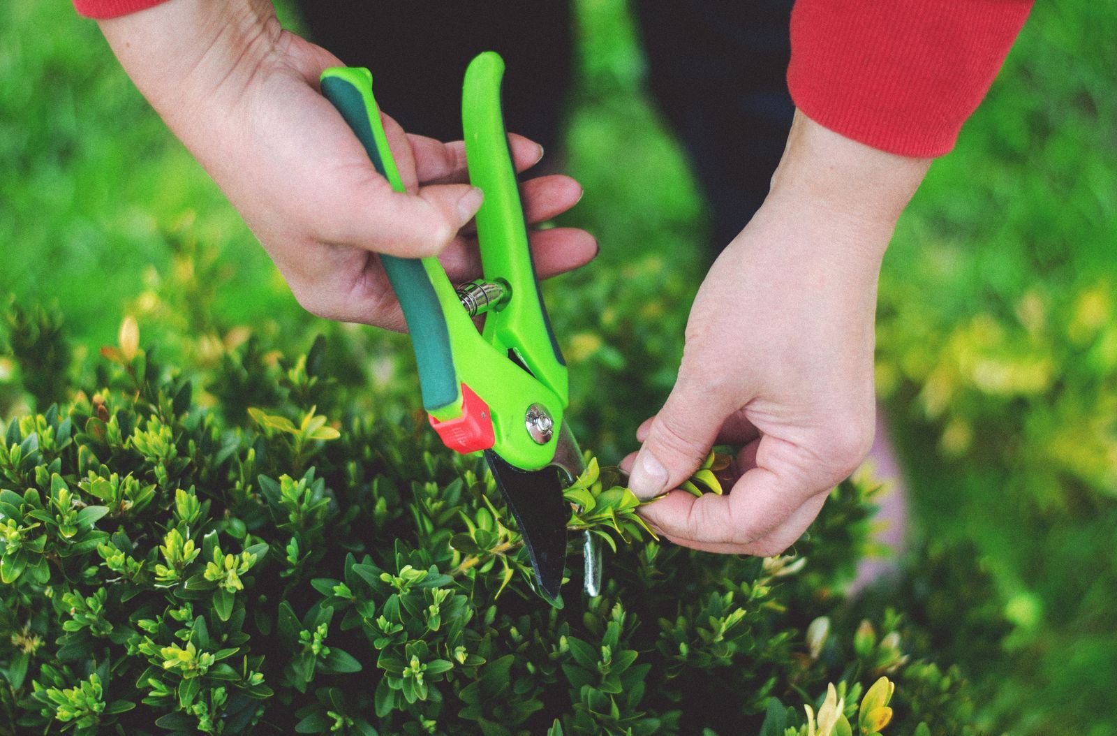 Hände mit einer Gartenschere bei der Pflanzenpflege