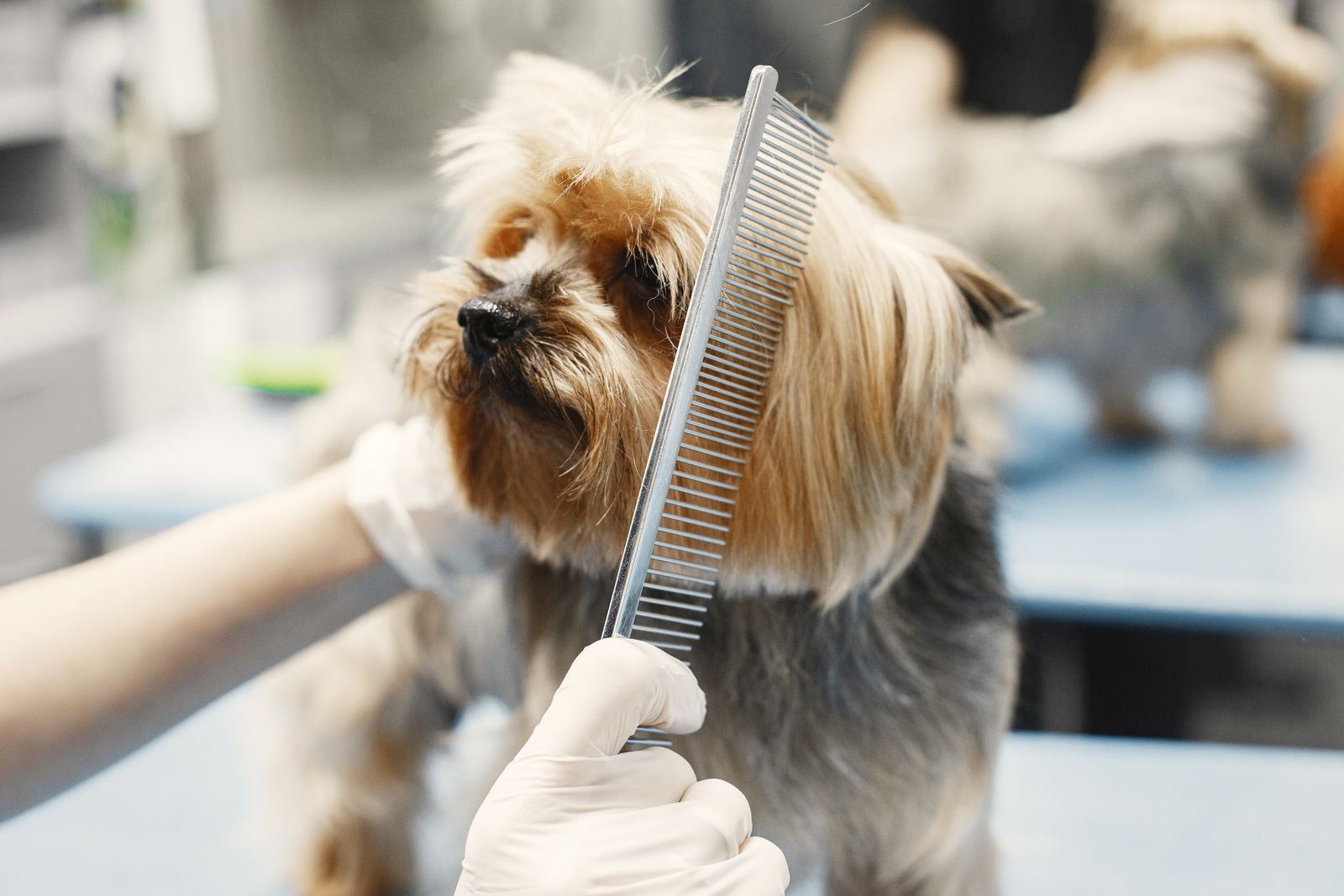 Behutsame Fellpflege: Hände kämmen einen Yorkshire Terrier